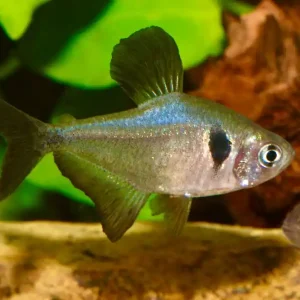 Schwarzer Phantomsalmler (Megalamphodus megalopterus) Preisknaller